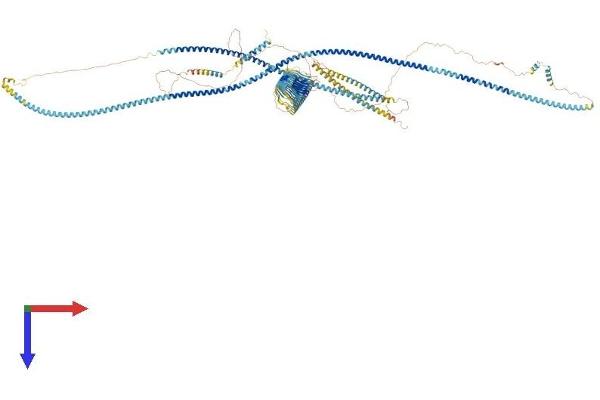 RRBP1 Protein (AA 1-1410) (His tag)