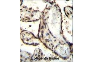 HEXIM1 antibody (Center) (ABIN655589 and ABIN2845076) immunohistochemistry analysis in formalin fixed and paraffin embedded human placenta tissue followed by peroxidase conjugation of the secondary antibody and DAB staining. (HEXIM1 antibody  (AA 194-222))