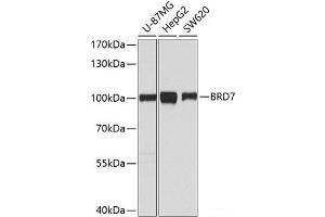 Western blot analysis of extracts of various cell lines using BRD7 Polyclonal Antibody at dilution of 1:1000. (BRD7 antibody)