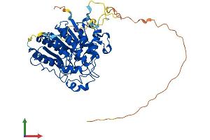 AlphaFold protein structure predicition of Human Recombinant HDAC1 Protein, UniprotID Q13547 (HDAC1 Protein (AA 1-482) (His tag))
