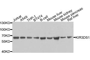 Western blot analysis of extracts of various cell lines, using KIR3DS1 antibody. (KIR3DS1 antibody  (AA 80-340))