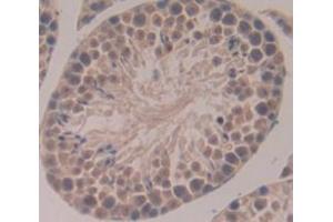 IHC-P analysis of Mouse Tissue, with DAB staining. (NEK2 antibody  (AA 148-397))