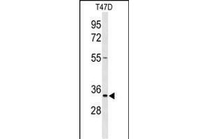 Western blot analysis of TSN33 Antibody (C-term) (ABIN653346 and ABIN2842828) in T47D cell line lysates (35 μg/lane). (TSPAN33 antibody  (C-Term))