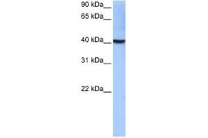 LOC652559 antibody used at 0. (LOC652559 antibody  (Middle Region))