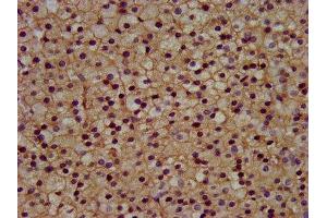IHC image of ABIN7153289 diluted at 1:300 and staining in paraffin-embedded human adrenal gland tissue performed on a Leica BondTM system. (KCNJ5 antibody  (AA 348-419))