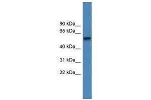 WB Suggested Anti-ADRA1D Antibody Titration: 0. (ADRA1D antibody  (C-Term))