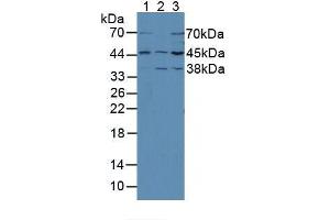 Figure. (MEK2 antibody  (AA 44-313))