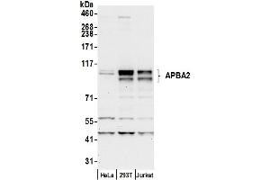 anti-Amyloid beta (A4) Precursor Protein-Binding, Family A, Member 2 (APBA2) (AA 125-175) antibody