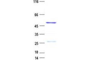 Validation with Western Blot (PTPN20A Protein (His tag))