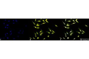 Immunocytochemistry/Immunofluorescence analysis using Rabbit Anti-Calreticulin Polyclonal Antibody . (Calreticulin antibody  (Biotin))