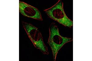 Fluorescent image of Hela cell stained with PRK Antibody (ABIN659096 and ABIN2838081)/SG110126. (PRKAA2 antibody)