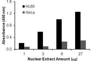 Transcription factor assay of NF-κB p52 from nuclear extracts of HL60 cells or HeLa cells with the NF-κBp52 TF Activity Assay. (NFkB P52 ELISA Kit)