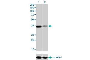 Western blot analysis of TEAD4 over-expressed 293 cell line, cotransfected with TEAD4 Validated Chimera RNAi (Lane 2) or non-transfected control (Lane 1). (TEAD4 antibody  (AA 151-260))