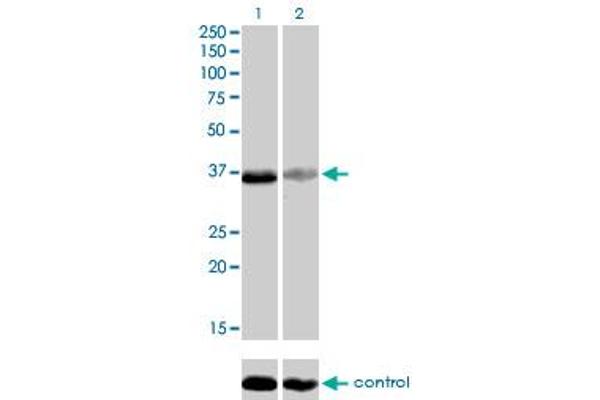 TEAD4 anticorps  (AA 151-260)