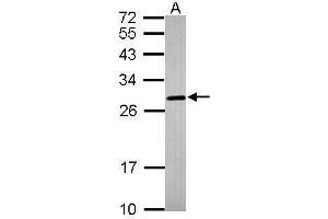 WB Image Sample (30 ug of whole cell lysate) A:IMR32 12% SDS PAGE antibody diluted at 1:1000 (PRNP antibody)