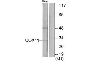 Western blot analysis of extracts from RAW264. (COX11 antibody)