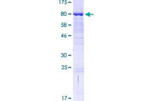 BAIAP2L1 Protein (AA 1-511) (GST tag)