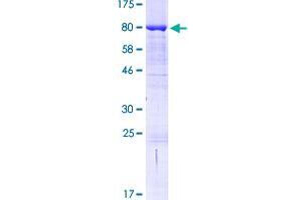 BAIAP2L1 Protein (AA 1-511) (GST tag)