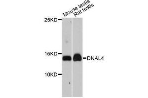 Western blot analysis of extracts of various cell lines, using DNAL4 antibody. (DNAL4 antibody  (AA 1-105))
