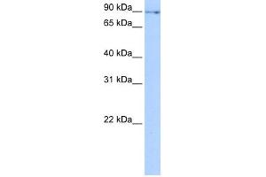 WB Suggested Anti-NUFIP2 Antibody Titration:  0. (NUFIP2 antibody  (N-Term))