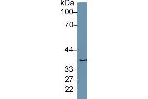 Western Blotting (WB) image for anti-MOCO Sulphurase C-terminal Domain Containing 1 (MOSC1) (AA 41-335) antibody (ABIN7430258)