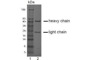 SDS-PAGE analysis of purified LV-2A2 monoclonal antibody.