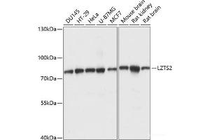 Western blot analysis of extracts of various cell lines using LZTS2 Polyclonal Antibody at dilution of 1:1000. (LZTS2 antibody)