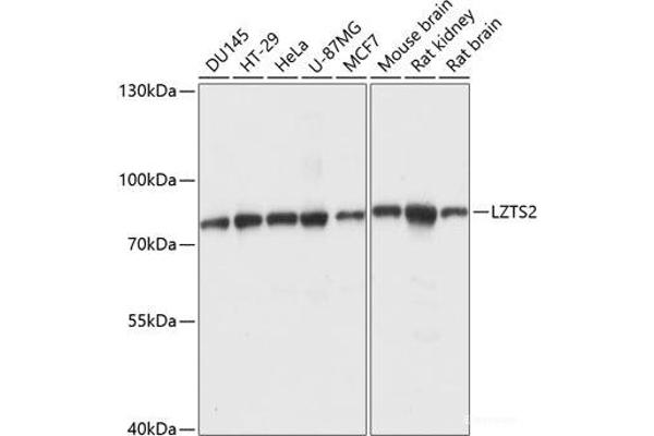 LZTS2 anticorps