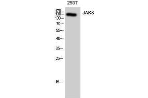 Western Blotting (WB) image for anti-Janus Kinase 3 (JAK3) (Ser645) antibody (ABIN3185259) (JAK3 antibody  (Ser645))