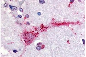 Human Brain (formalin-fixed, paraffin-embedded) stained with GPR3 antibody ABIN213338 at 40 ug/ml followed by biotinylated goat anti-rabbit IgG secondary antibody ABIN481713, alkaline phosphatase-streptavidin and chromogen. (GPR3 antibody  (Extracellular Domain))