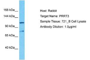 Host: Rabbit Target Name: PRRT3 Sample Type: 721_B Whole Cell lysates Antibody Dilution: 1. (PRRT3 antibody  (C-Term))