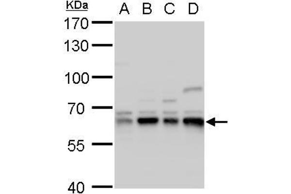 CPNE1 antibody