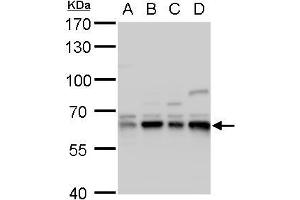 WB Image Copine I antibody [N3C3] detects Copine I protein by western blot analysis. (CPNE1 antibody)