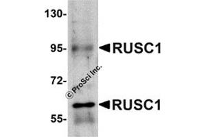 Western Blotting (WB) image for anti-RUN and SH3 Domain Containing 1 (RUSC1) (C-Term) antibody (ABIN1030631) (RUSC1 antibody  (C-Term))