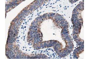 Image no. 1 for anti-Leucine Carboxyl Methyltransferase 1 (LCMT1) antibody (ABIN1499107) (LCMT1 antibody)