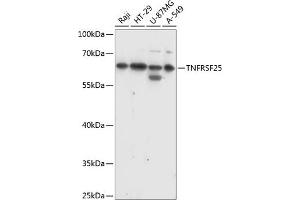 DR3/LARD antibody  (AA 240-426)