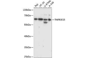 Western blot analysis of extracts of various cell lines, using TNFRSF25 antibody (ABIN7271071) at 1:1000 dilution. (DR3/LARD antibody  (AA 240-426))