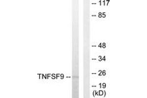 Western Blotting (WB) image for anti-Tumor Necrosis Factor (Ligand) Superfamily, Member 9 (TNFSF9) (AA 31-80) antibody (ABIN2889476) (TNFSF9 antibody  (AA 31-80))