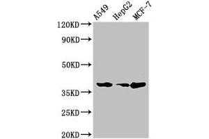 Western Blot Positive WB detected in: A549 whole cell lysate, HepG2 whole cell lysate, MCF-7 whole cell lysate All lanes: CEBPA antibody at 2 μg/mL Secondary Goat polyclonal to rabbit IgG at 1/50000 dilution Predicted band size: 38, 36, 26, 42 kDa Observed band size: 38 kDa (CEBPA antibody  (AA 1-124))