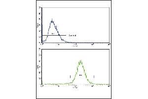 Flow cytometric analysis of HepG2 cells using SCP2 Antibody (Center)(bottom histogram) compared to a negative control cell (top histogram). (SCP2 antibody  (AA 358-385))