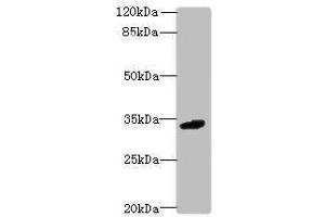 Western blot All lanes: C10orf54 antibody at 4 μg/mL + Mouse liver tissue Secondary Goat polyclonal to rabbit IgG at 1/10000 dilution Predicted band size: 34 kDa Observed band size: 34 kDa