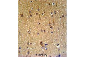 ZDHHC9 Antibody (C-term) IHC analysis in formalin fixed and paraffin embedded brain tissue followed by peroxidase conjugation of the secondary antibody and DAB staining. (ZDHHC9 antibody  (C-Term))