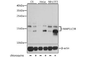 Western blot analysis of extracts of various cell lines, using MAP1LC3B antibody.