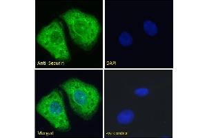 ABIN6391382 Immunofluorescence analysis of paraformaldehyde fixed U2OS cells, permeabilized with 0. (PTTG1 antibody  (Internal Region))