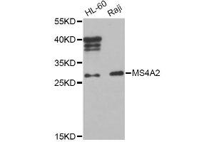 Western blot analysis of extracts of various cell lines, using MS4A2 Antibody (ABIN5995791) at 1/1000 dilution.