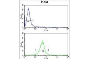 F91A1 Antibody (N-term) (ABIN651217 and ABIN2840136) flow cytometry analysis of Hela cells (bottom histogram) compared to a negative control cell (top histogram). (FAM91A1 antibody  (N-Term))