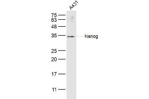 A431 lysates probed with Nanog Polyclonal Antibody, Unconjugated  at 1:300 dilution and 4˚C overnight incubation.