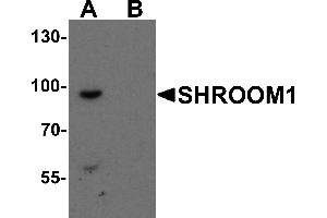 Western Blotting (WB) image for anti-Shroom Family Member 1 (SHROOM1) (C-Term) antibody (ABIN1077406)