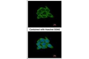 ICC/IF Image Immunofluorescence analysis of methanol-fixed HCT116, using HSP90 beta, antibody at 1:500 dilution.
