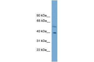 WB Suggested Anti-CLUAP1 Antibody Titration: 0. (CLUAP1 antibody  (C-Term))